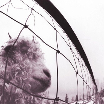 Pearl Jam: Vs. (vinyl, remastered)