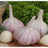 Česnek sadbový Arkus 10 - 14 ks, paličák