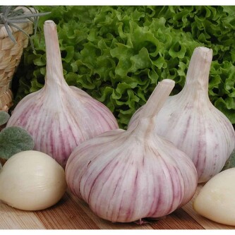 Česnek sadbový Arkus 10 - 14 ks, paličák