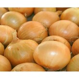 Cibule sazečka - Radar 8/16, 5 kg