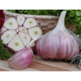 Česnek sadbový Harnaš 5 - 7 ks, paličák