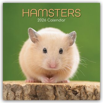 Hamsters - Hamster 2026 - 16-Monatskalender