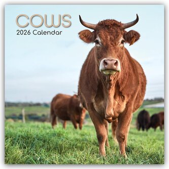 Cows - Kühe 2026 - 16-Monatskalender