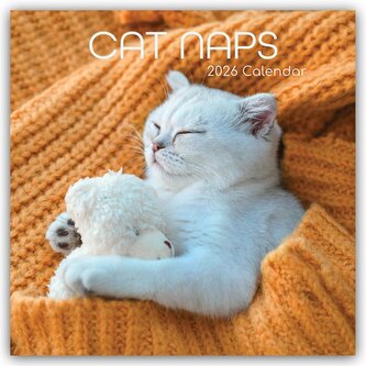 Cat Naps - Träumende Katzen 2026 - 16-Monatskalender