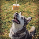 Tuhý šampon pro dlouhosrsté psy, 100 g