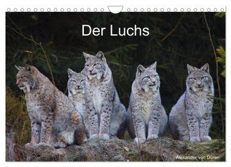 Der Luchs (Wandkalender 2024 DIN A4 quer), CALVENDO Monatskalender