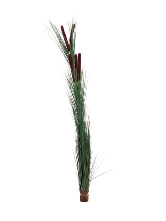 Zblochan vodní, tmavě zelený s pupeny, 152 cm