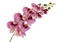 Orchidej Phalaenopsis 95 cm, růžový