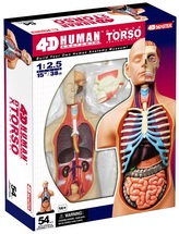 4D Master - Anatomie člověka - Deluxe Torzo Model 38 cm