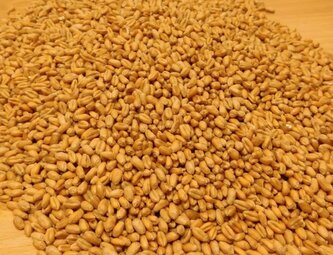 Horňácká farma BIO pšenice ozimá, 500 g Horňácká farma BIO pšenice ozimá, 500 g