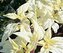 Chilli semena Uchu Cream 10 ks