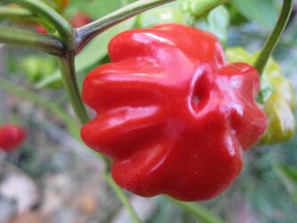 Semínka Chilli Brazilian Starfish 10ks