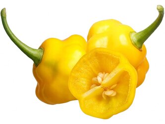 Chilli semena Habanero Trinidad Perfum 10 ks
