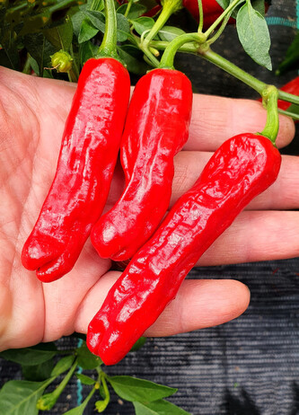Semínka chilli Shishito 10 ks