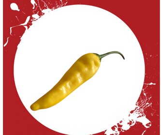 Semínka Chilli papriček Aji Pineapple 10 ks