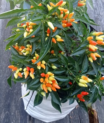 Semínka chilli Fair Mini 10 ks