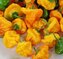 Chilli semínka Jamaican Yellow 10 ks
