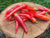 Semínka chilli Cayenne Red 10 ks