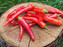 Semínka chilli Cayenne Red 10 ks