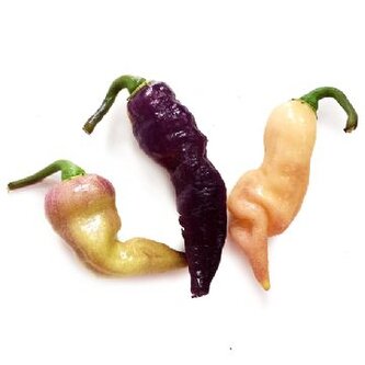 Chilli semena Pimenta Pink tiger 10ks