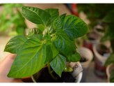 Semínka Chilli papriček Aji Charapita 10 ks