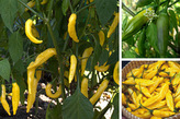 Chilli semínka Lemon Drop 10ks
