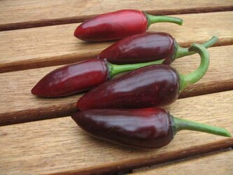 Semínka chilli Jalapeno Purple 10 ks