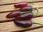 Semínka chilli Jalapeno Purple 10 ks