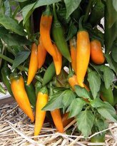 Chilli semínka Bulgarian Carrot 10 ks