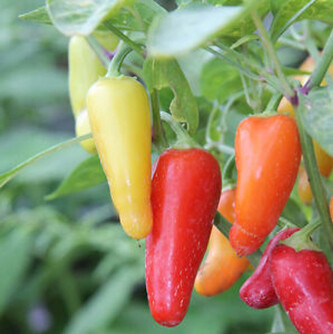 Chilli semínka Jalapeño NuMex Pinata 10 ks