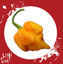Chilli semínka 7 Pot Yellow 10ks