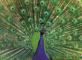 RAVENSBURGER Puzzle Majestátní páv 500 dílků