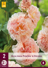 Karta - Proskurník topolovka růžová ROSEA PEACHES 'N DREAMS (2 hlízy) "B"