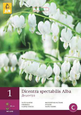 Karta - Srdcovka nádherná ALBA (1 cibule) "C"