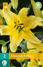 Karta - Lilie YELLOW POWER (2 cibule) "B"