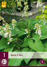 Karta - Bohyška/Hosta T-REX (1 hlíza) "C"