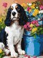 Malowanie po numerach - Uroczy spaniel 30x40cm