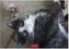 Funny Cats 2026 S 24x35cm