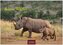 African Wildlife 2026 L 35x50cm