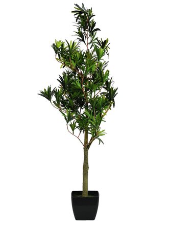 Nohoplod stromek, 90 cm
