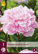 Karta - Pivoňka SARAH BERNHARDT (1 cibule) "D"