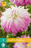 Karta - Jiřina PINK PETTICOAT (1 hlíza) "C"