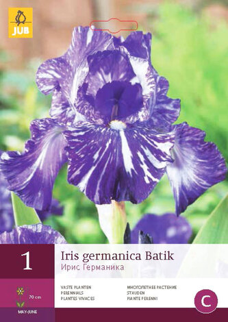 Karta - Kosatec GERMANICA BATIK (1 hlíza) "C"