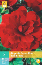 Karta - Begónie GRANDIFLORA RED (3 cibule) "C"