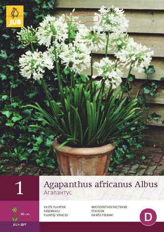 Karta - Kalokvět AFRICANUS ALBUS (1 cibule) "C"