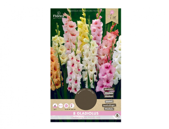 Gladiola velkokvětá PASTEL, směs 8ks