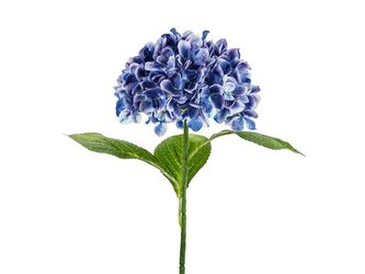 Hortensja Premium granatowa 69cm