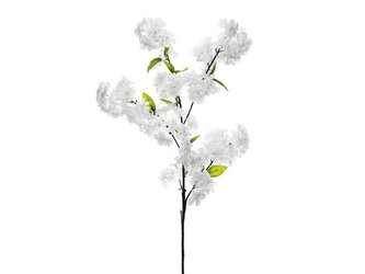 Kwitnąca Wiśnia biała 97cm