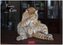 Funny Cats 2026 L 35x50cm