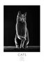 Cats 2025 L 59x42cm